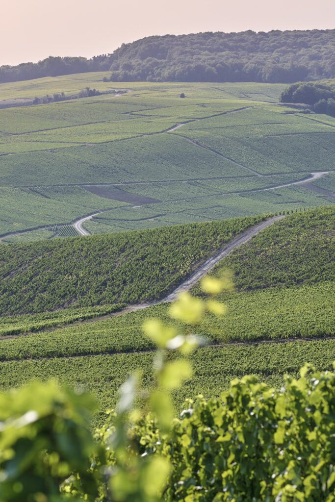 Région viticole de Champagne