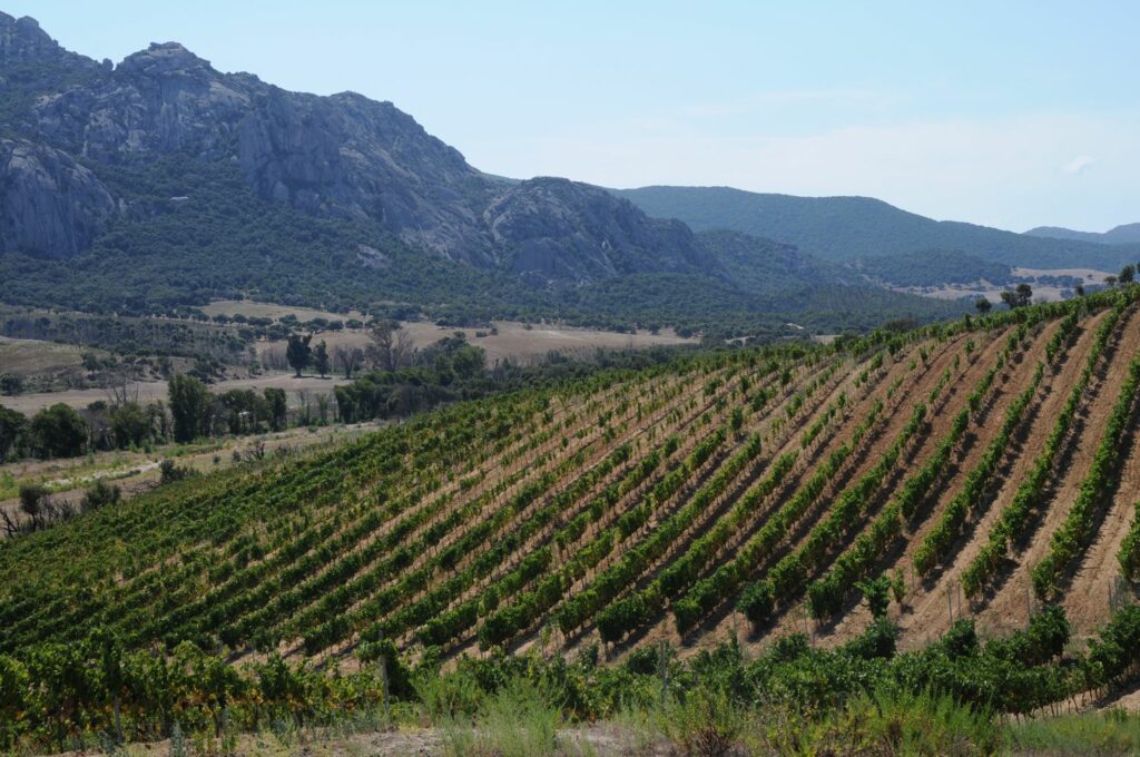 Corsica Wine Region and Vineyards