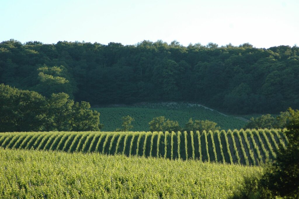 Loire Valley Wine Region and Vineyards