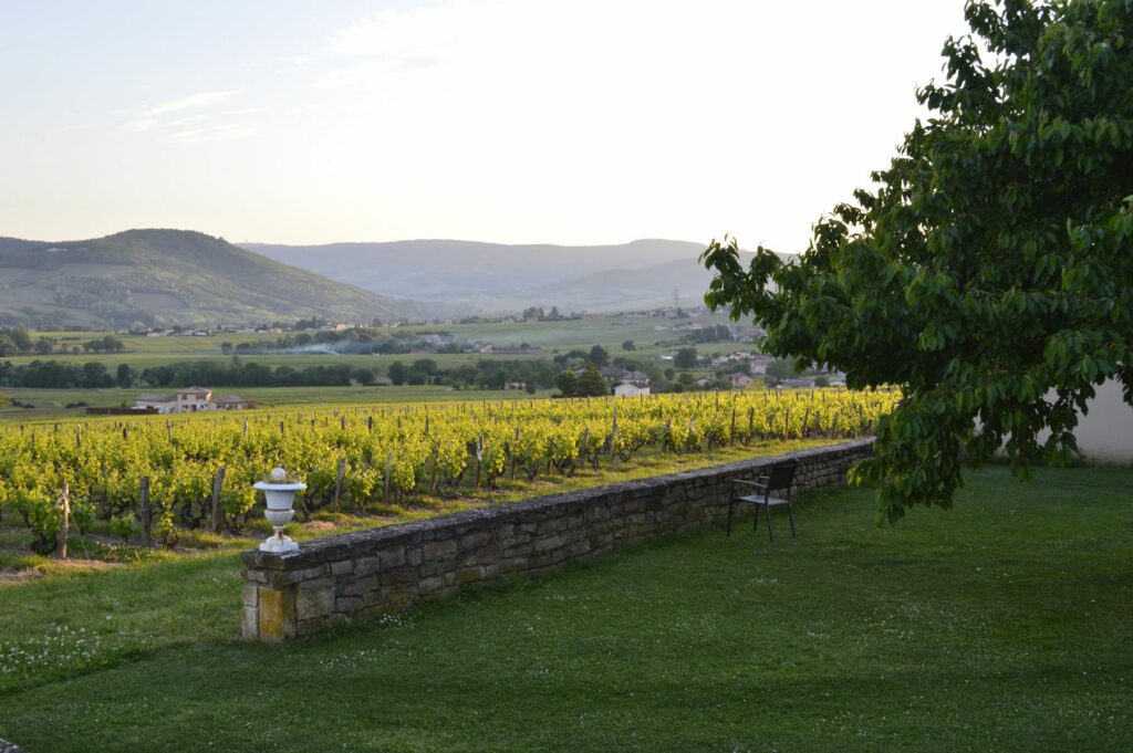 Jura Wine Region and Vineyards