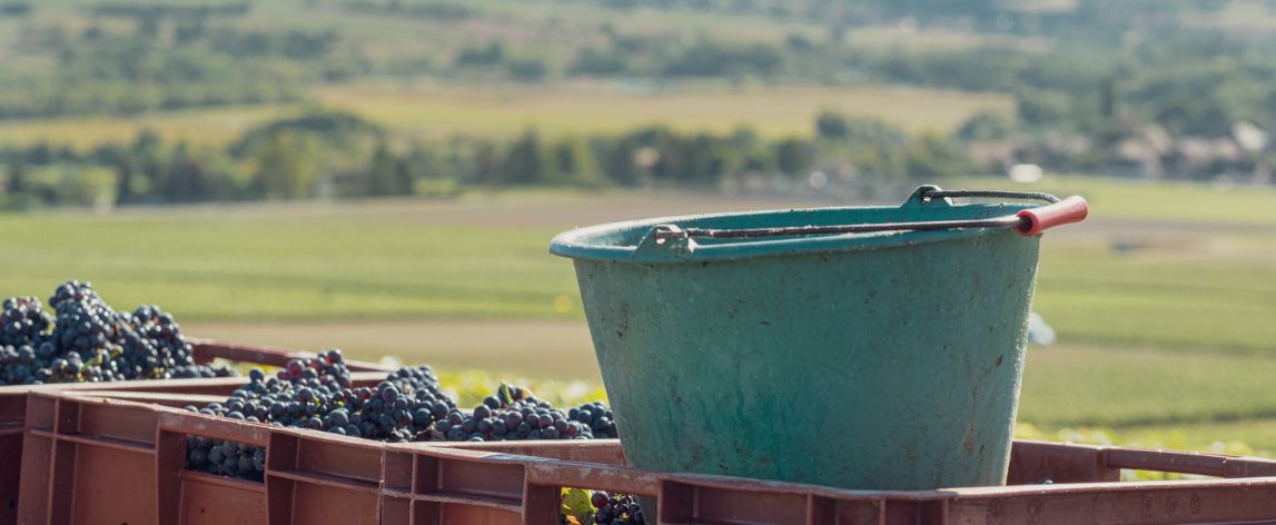 2023 Grape Harvest in France: A Vintage Year for French Wine?