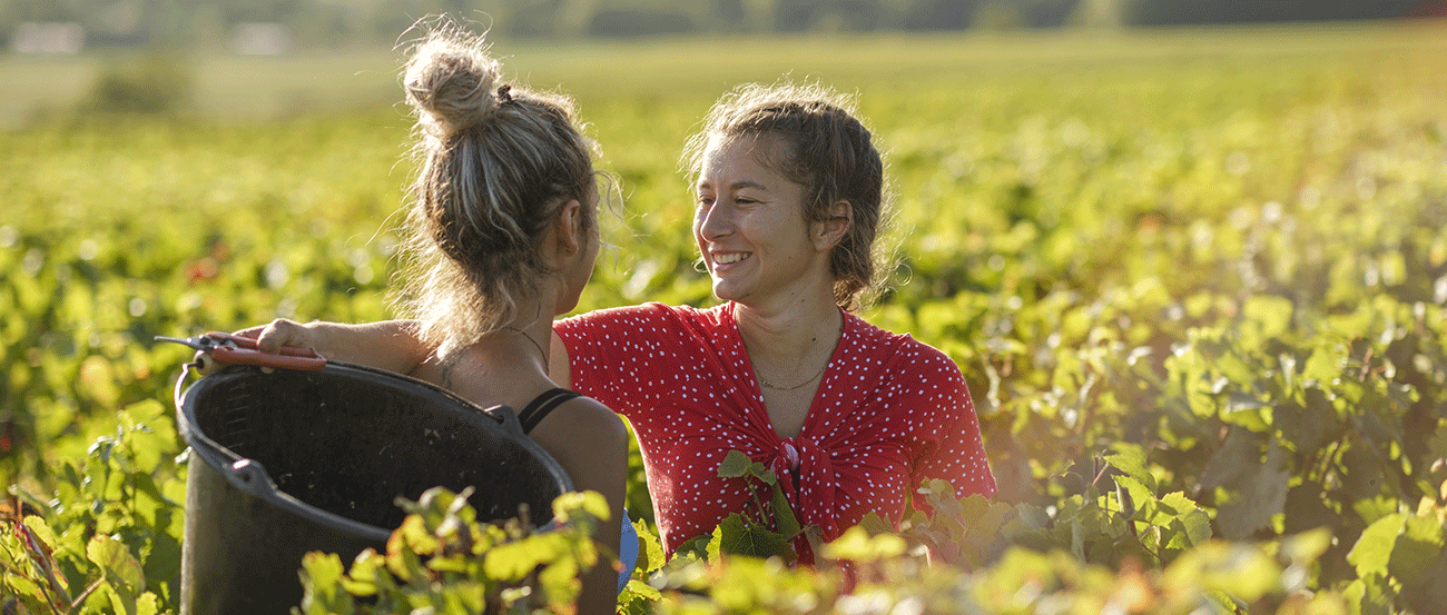 >Vendanges 2022 :                                                 des récoltes prometteuses dans les vignobles de France !