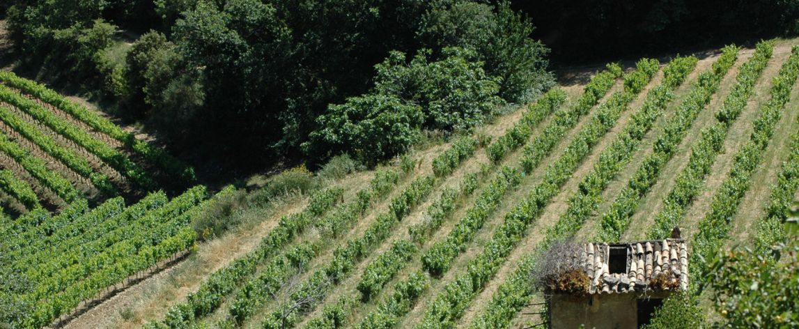 >Guide du vin bio : ce qu’il faut savoir sur les vins biologiques