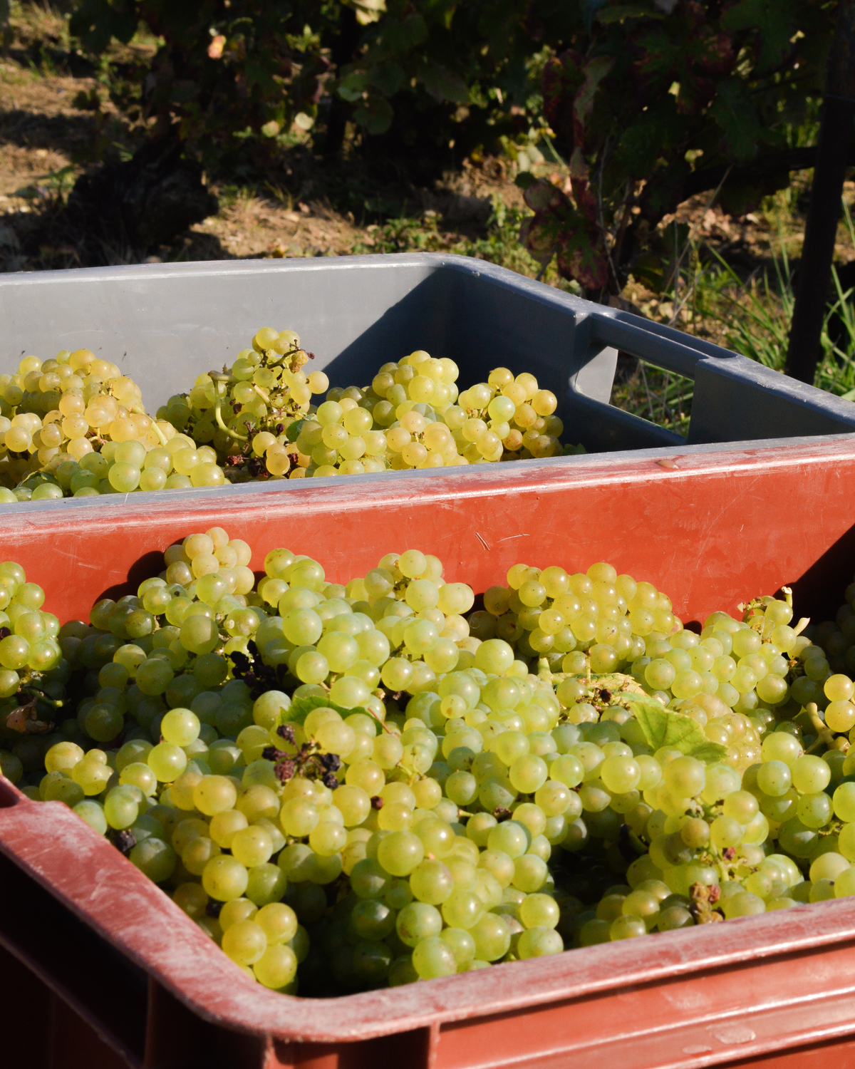 Caisses de grappes de raisins verts en champagne