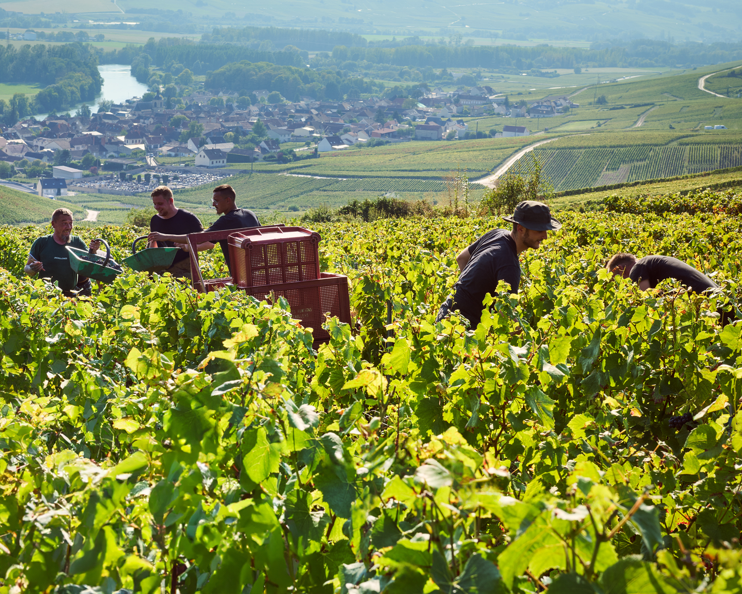 Vendanges 2024 : une année d’épreuves, un millésime d’exception ?