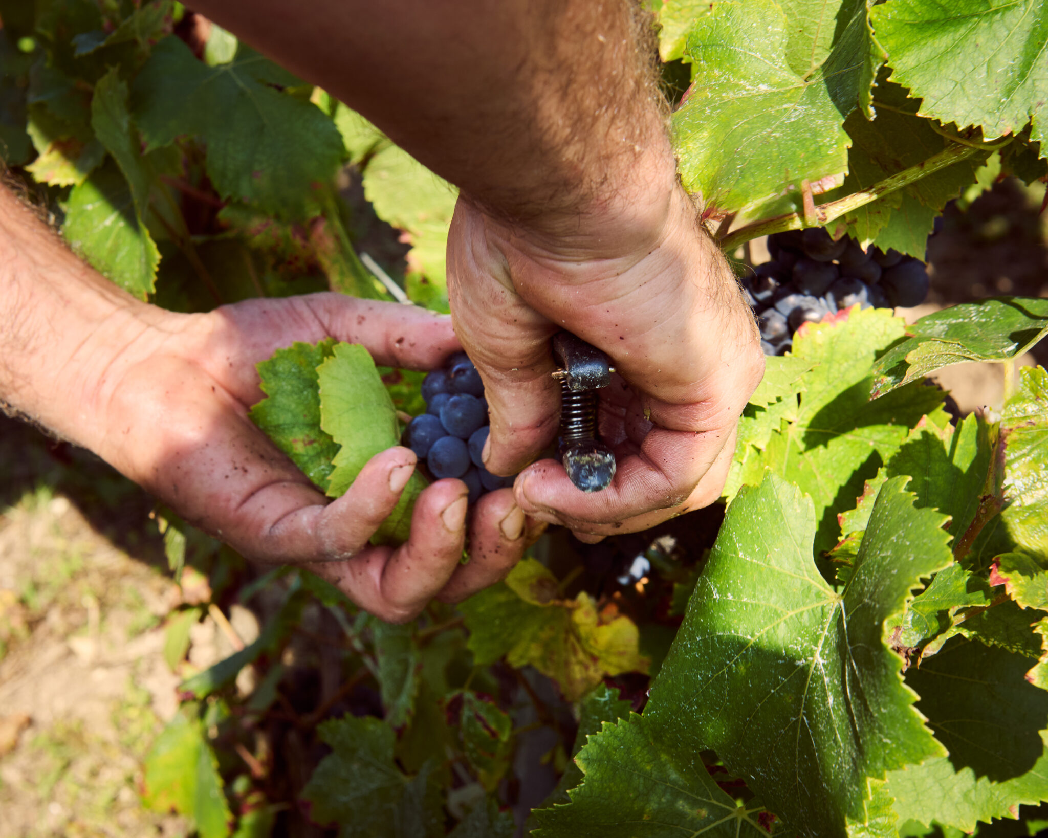 Cultiver sa propre vigne : un rêve accessible pour les passionnés de vin