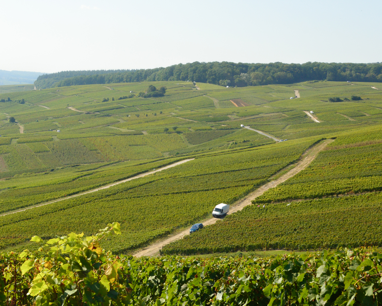 Vendanges 2026 : la première coupe est tombée le 15 juillet