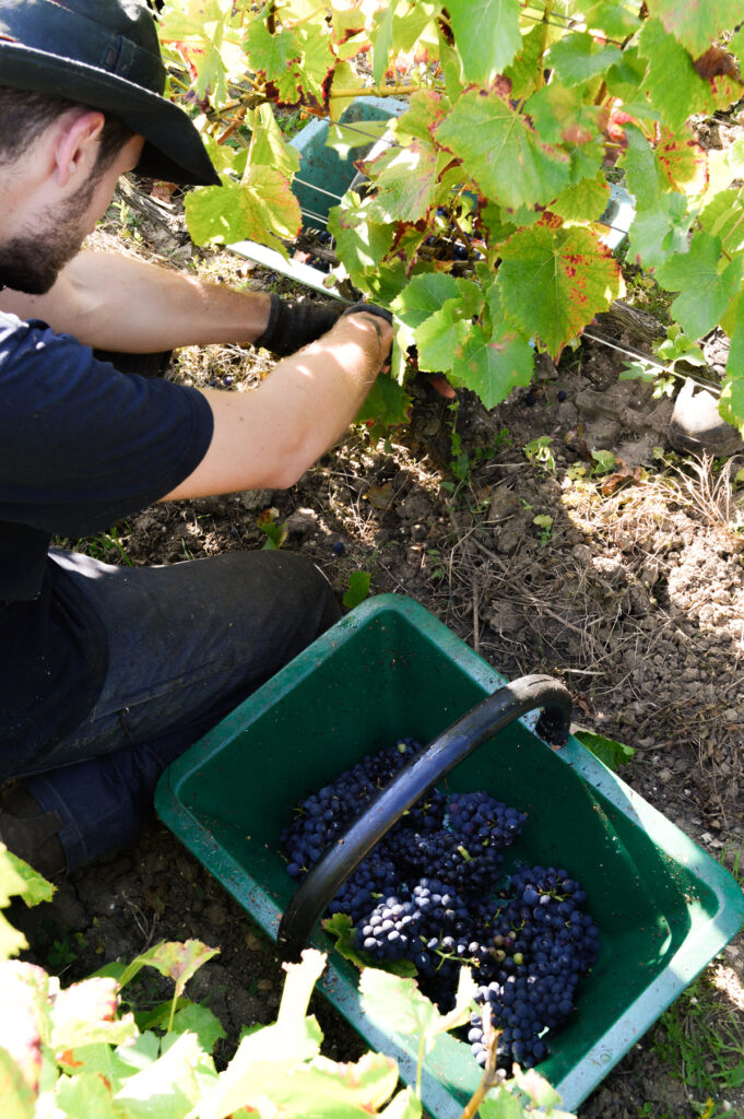 Vendangeur récoltant manuellement des grappes de raisin noir dans les rangs de vigne lors des vendanges 2026.