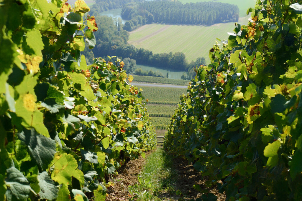 Vignoble verdoyant avec rangées de vignes s’étendant vers l’horizon, feuilles aux couleurs de saison, collines agricoles et forêts en arrière-plan.