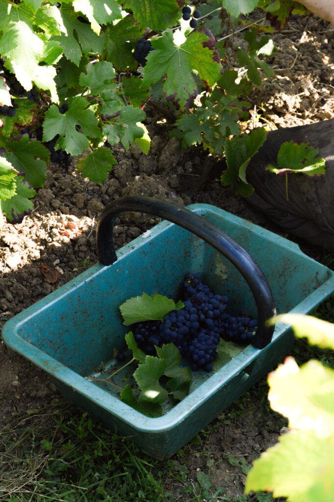 Panier rempli de grappes de raisin noir fraîchement récoltées, posé au sol dans un vignoble en pleine vendange, avec feuilles de vigne et terre visible