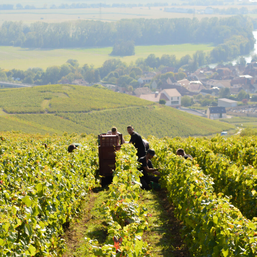 Vendangeurs récoltant des grappes de raisin dans un vignoble champenois, avec collines verdoyantes, village en arrière-plan et paysage rural sous un ciel ensoleillé.
