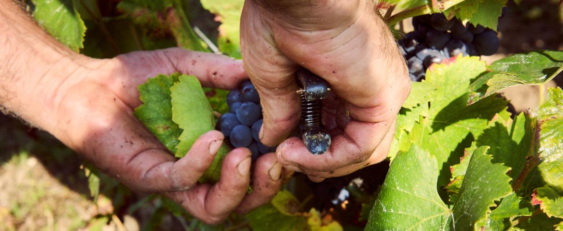 Cultiver sa propre vigne : un rêve accessible pour les passionnés de vin