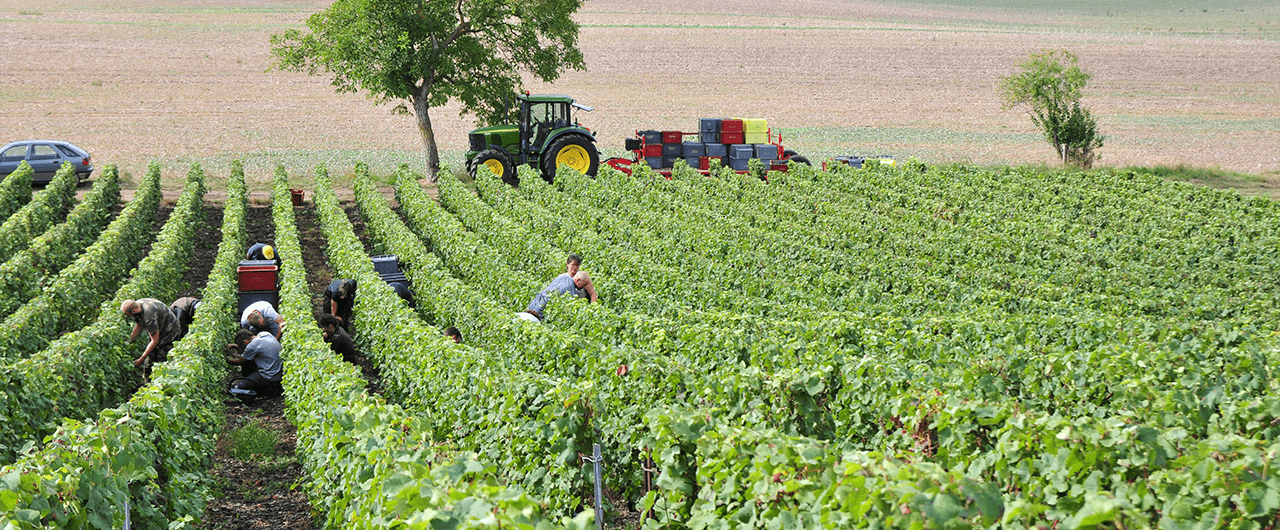 In the heart of the vineyards in Champagne