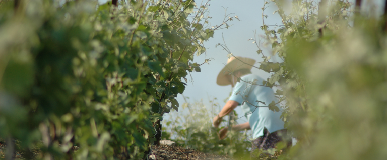 Bourgogne & its vineyard maps