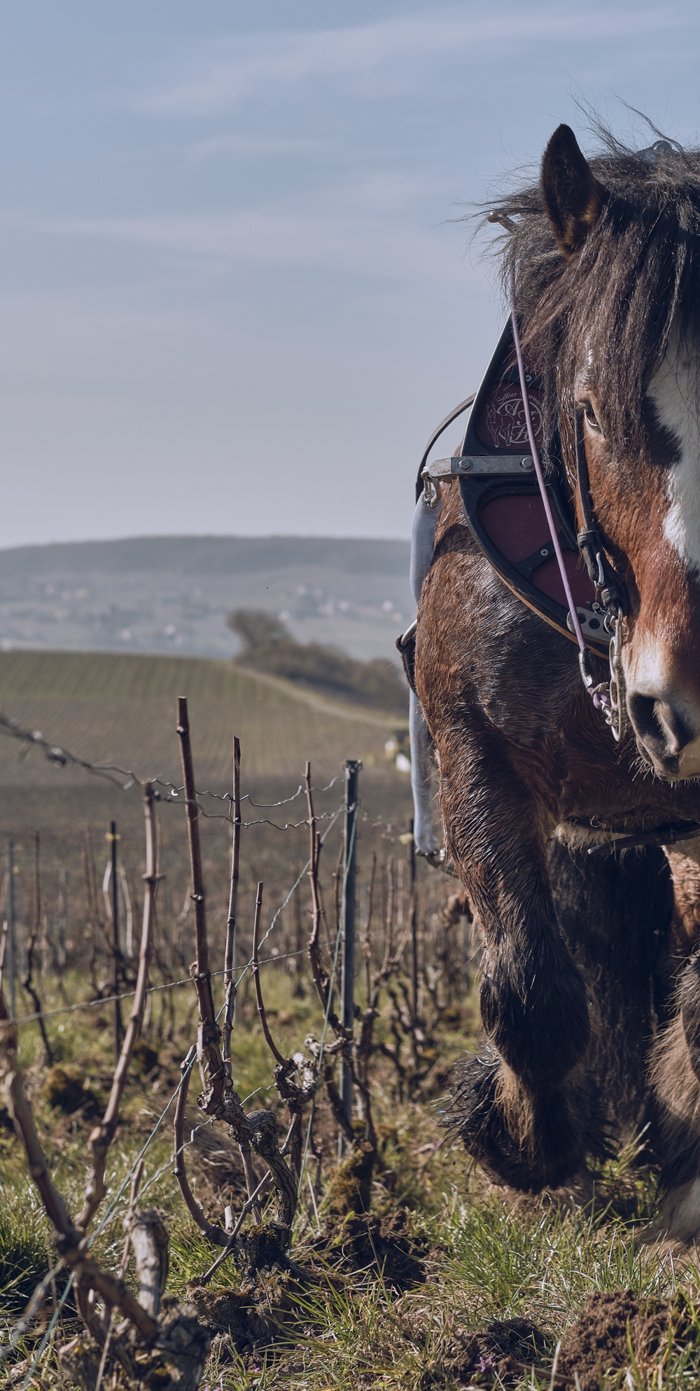Vin bio : définition et guide du vin biologique | L'Atelier du Vin