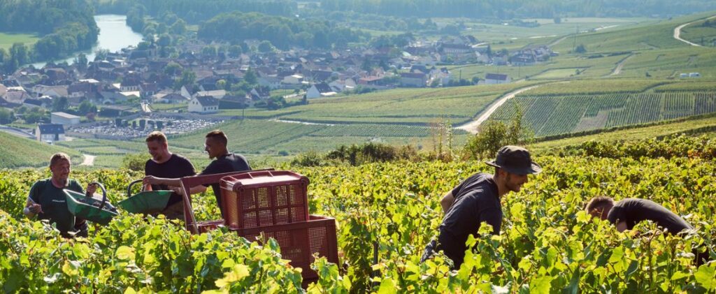 Cinq personnes récoltant des raisins dans un vignoble en Champagne
