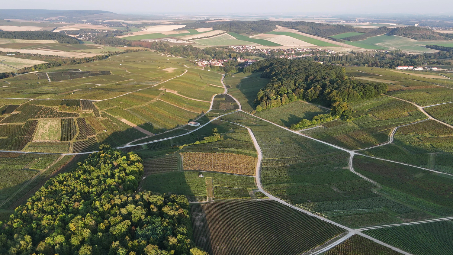 Harvest 2025: A Year of Climatic Contrasts and Promises of Great Wines