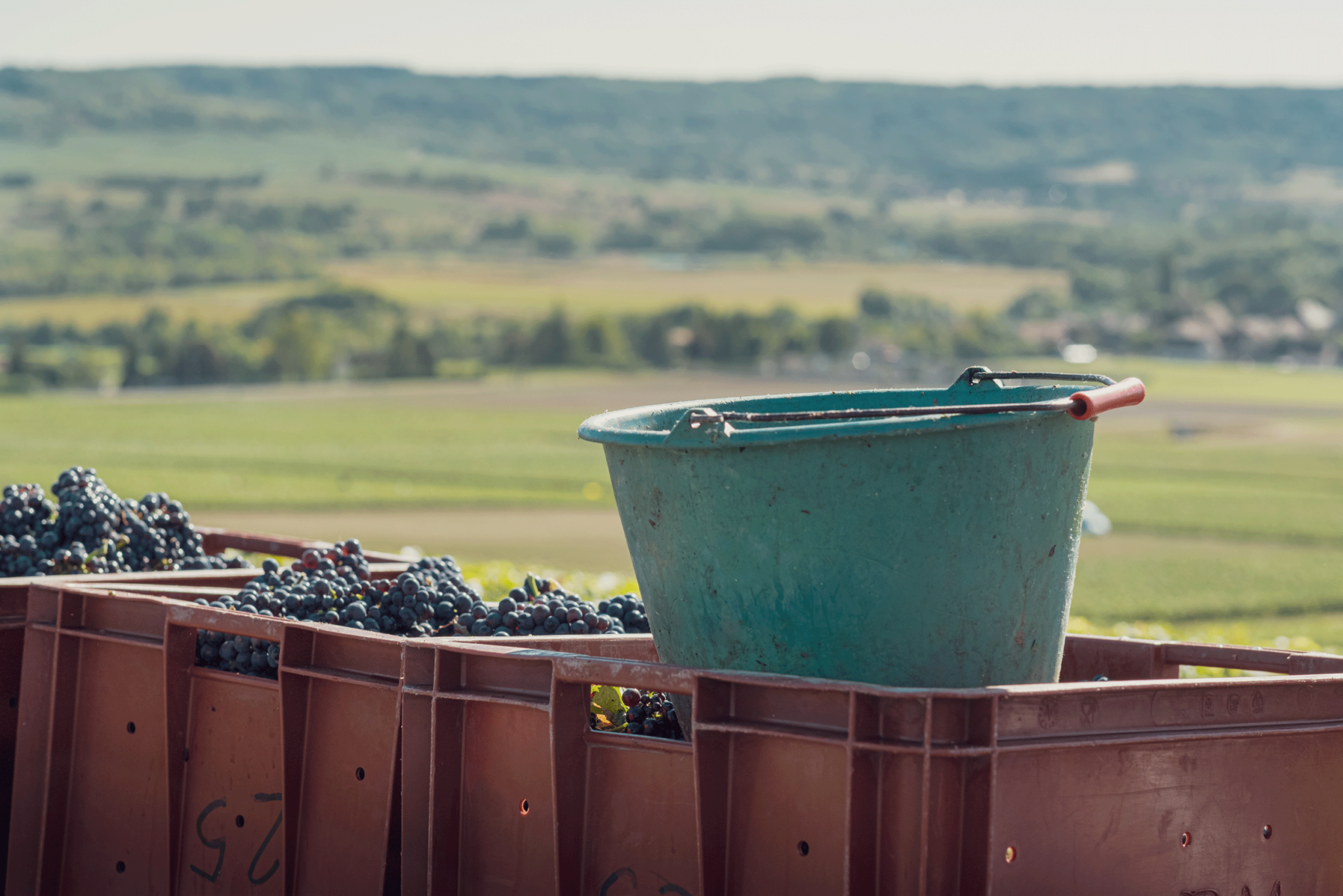 2023 Grape Harvest in France: A Vintage Year for French Wine?