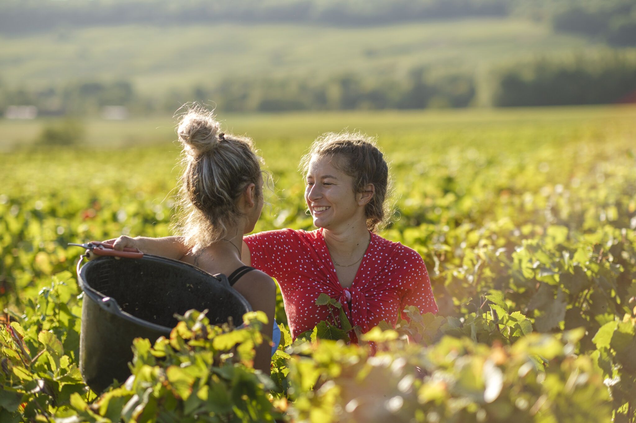 A Promising 2022 Harvest for French Wine Growers!