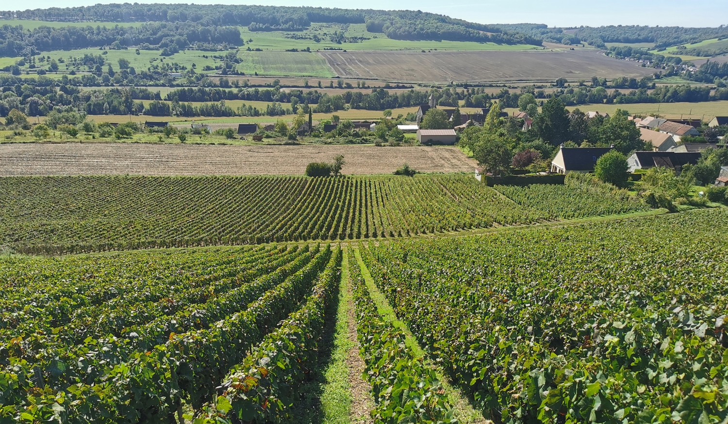 Paysage de vignes en Champagne