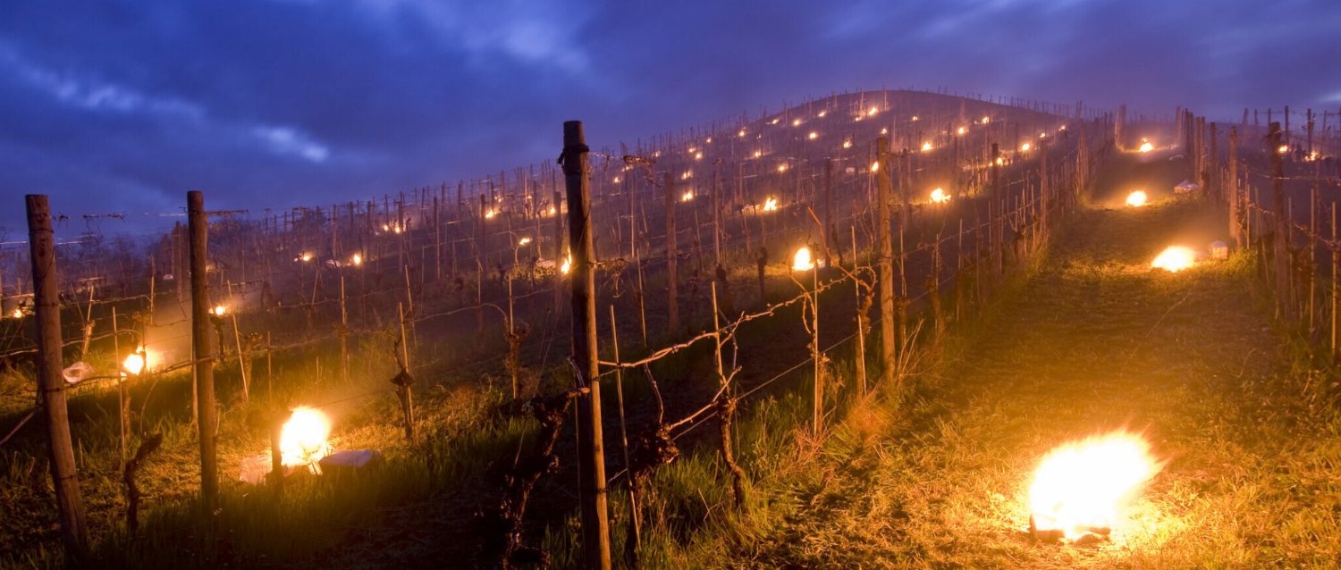 What is the Impact of Frost on France’s 2021 Vintages?